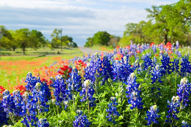 Wander Through Wildflower Meadows