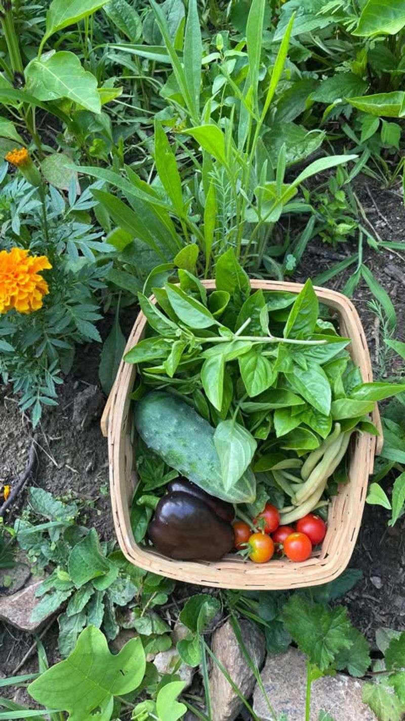 Harvest At Peak Ripeness For Maximum Flavor