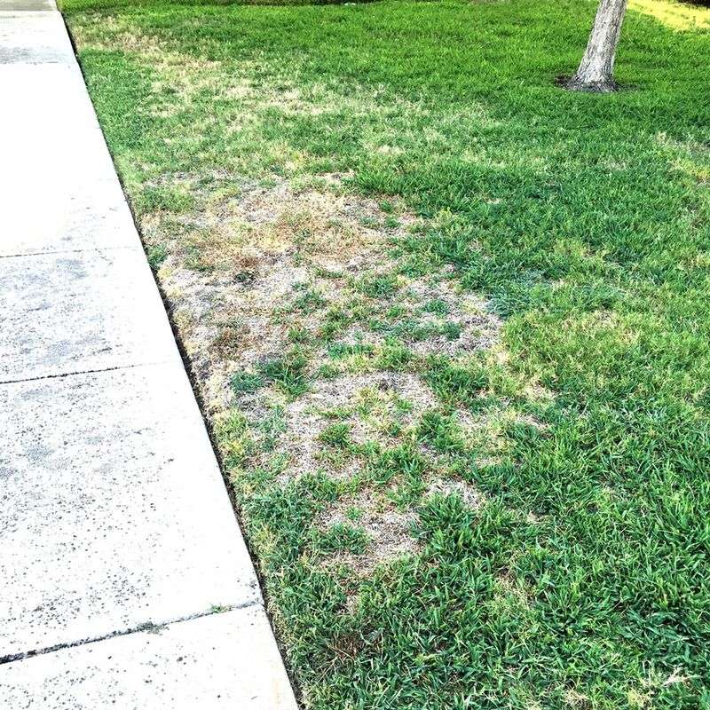 Damage To Lawns And Garden Beds