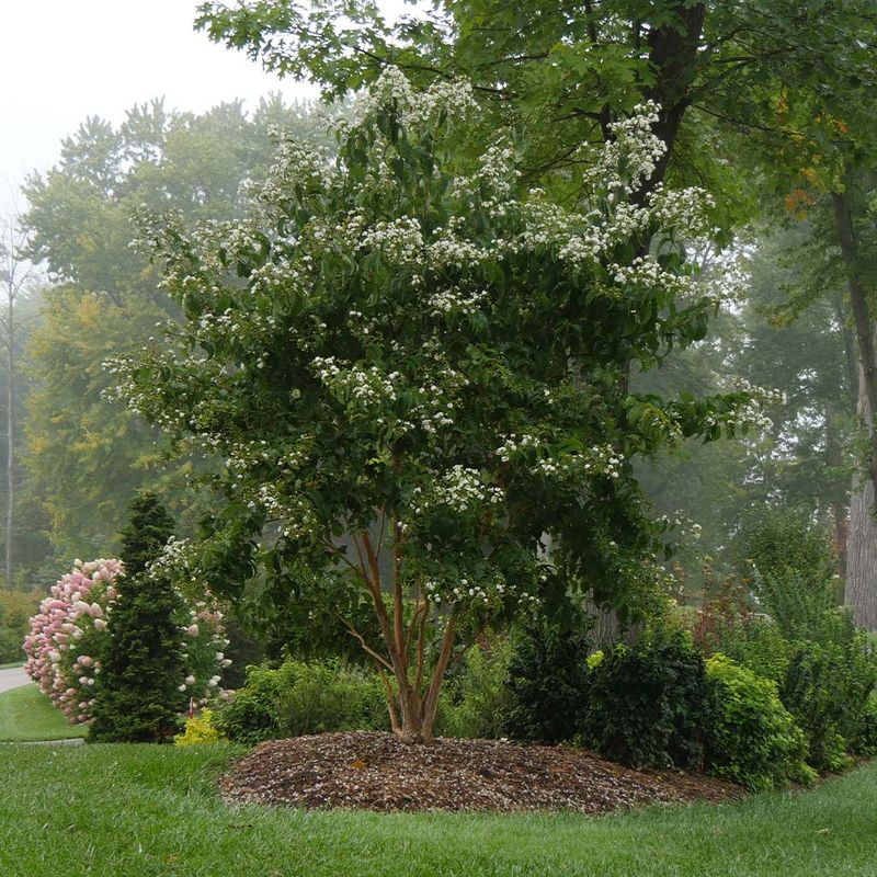 Natural Resistance To Local Pests And Diseases