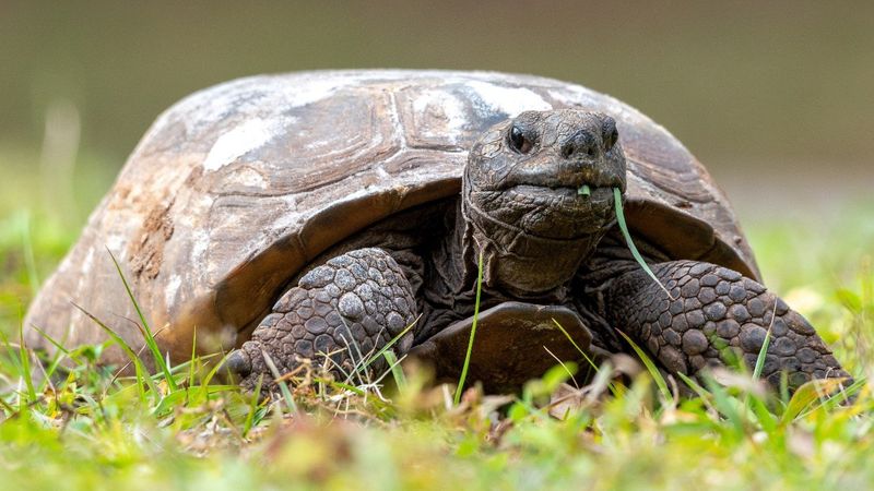 Gopher Tortoises - Underground Architects