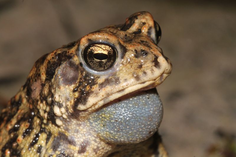 Houston Toads