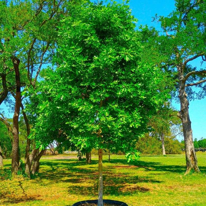 Large Shade Trees