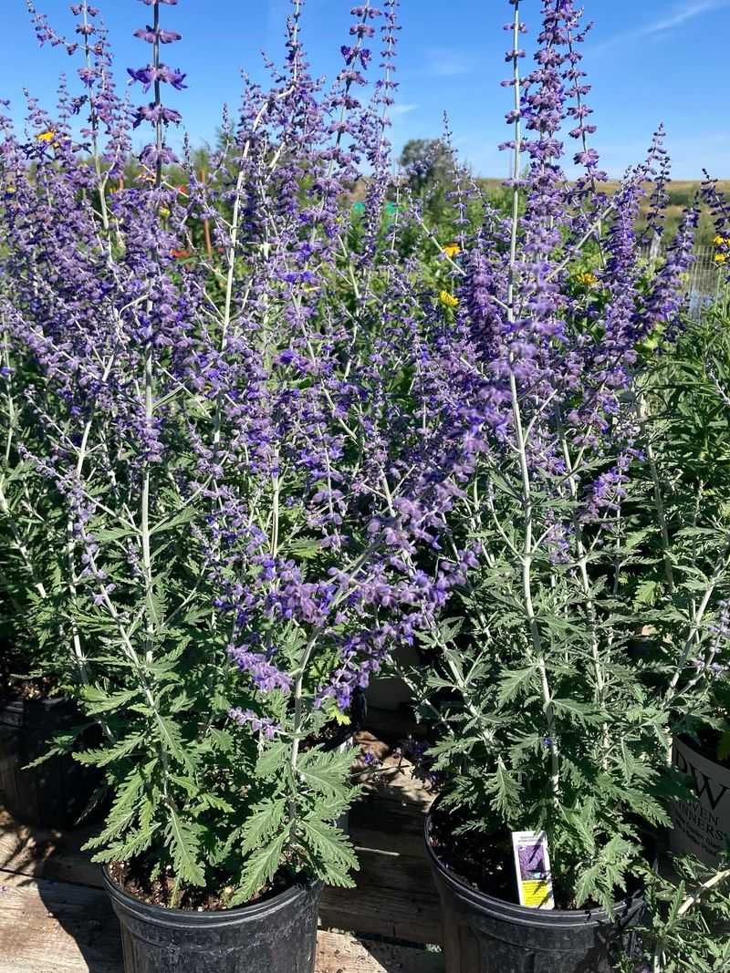 Russian Sage