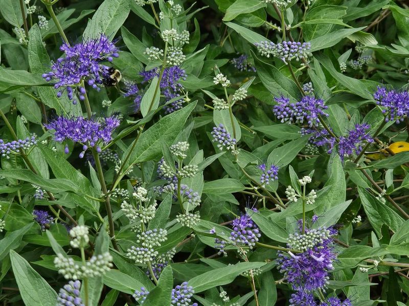 Caryopteris 'Blue Mist'