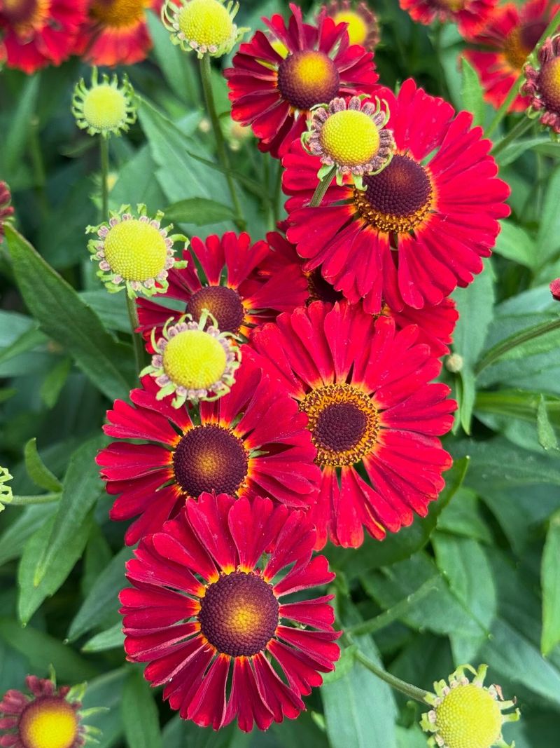 Helenium