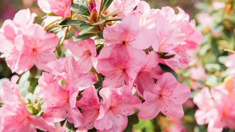 Hydrangea: Colorful Clusters with a Cyanide Secret