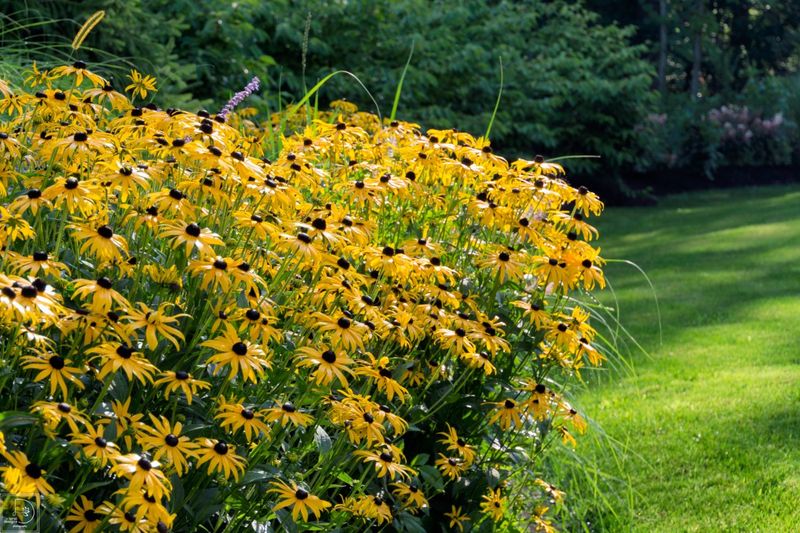 Black-Eyed Susans for Native Appeal