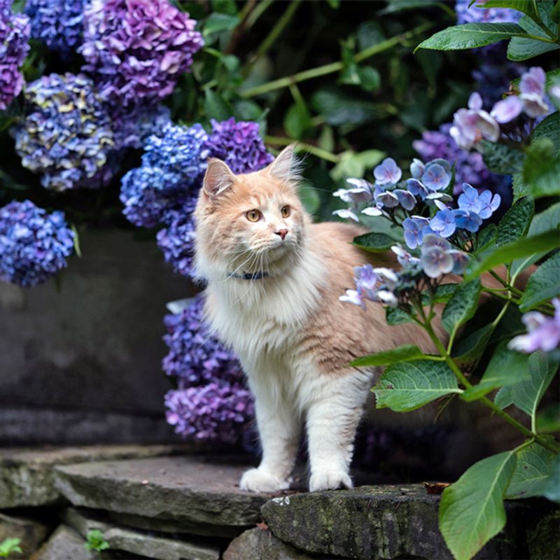 Hydrangeas