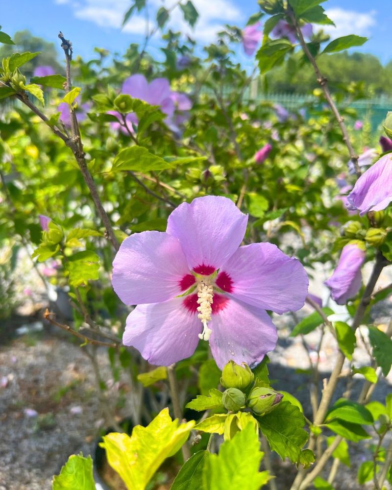 Rose of Sharon