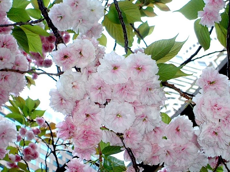 Fugenzo Cherry At Cherry Circle