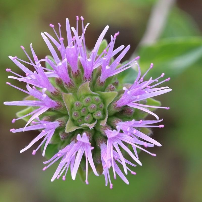 Coyote Mint (Monardella villosa)