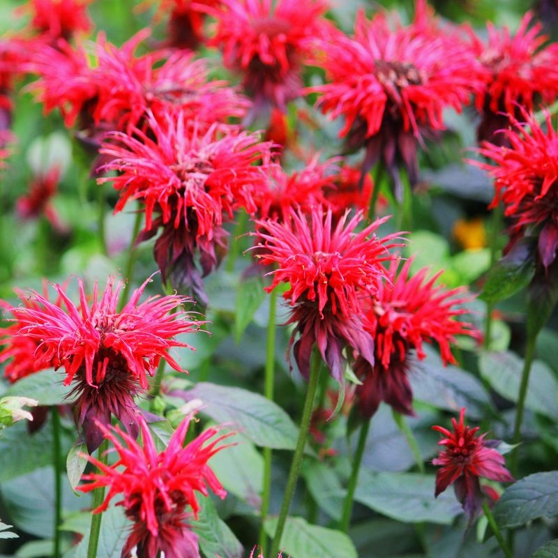 Bee Balm's Wild Beauty Expands With Freedom