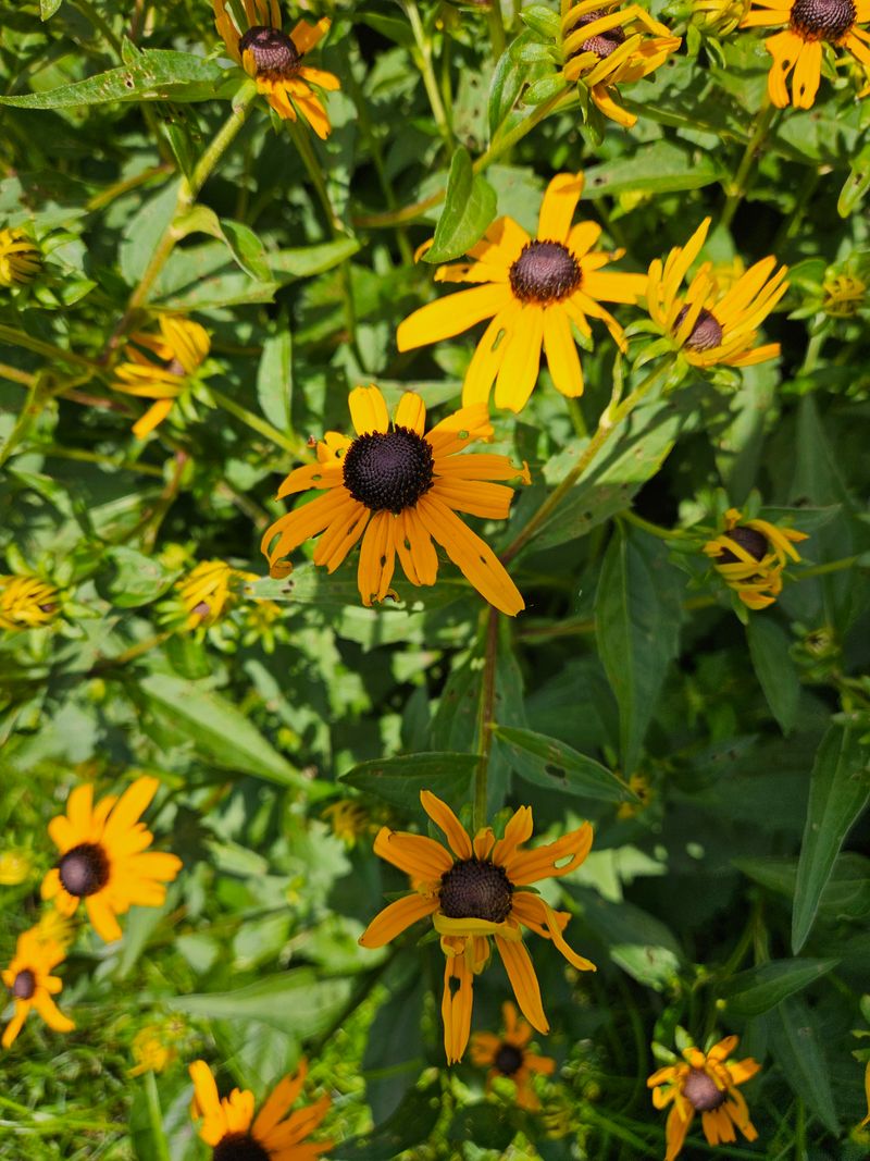 Black-Eyed Susans Establish Strong Roots