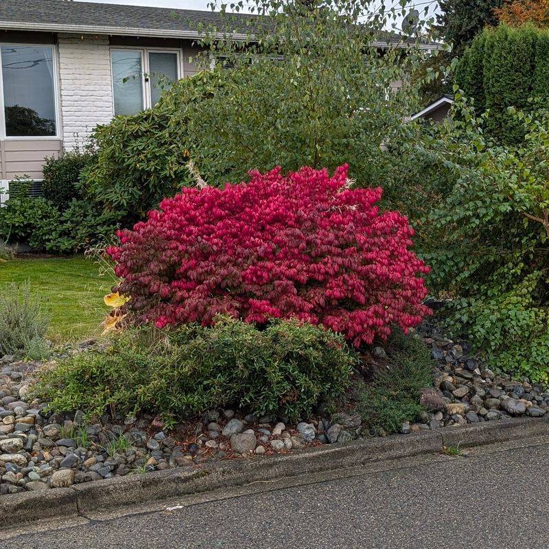 Burning Bush's Fiery Spread