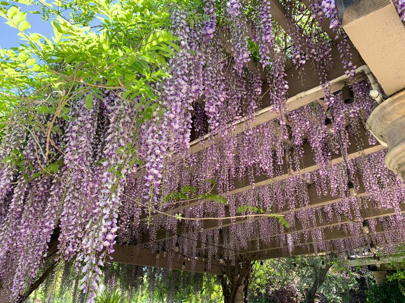 Wisteria Vines Strangling Native Habitats