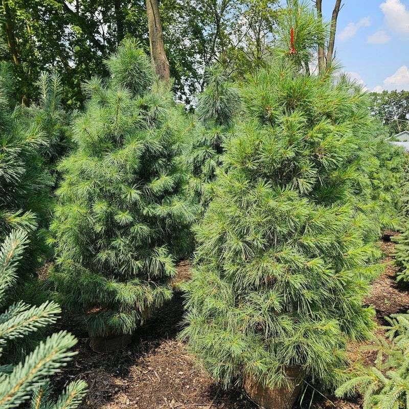 Eastern White Pine