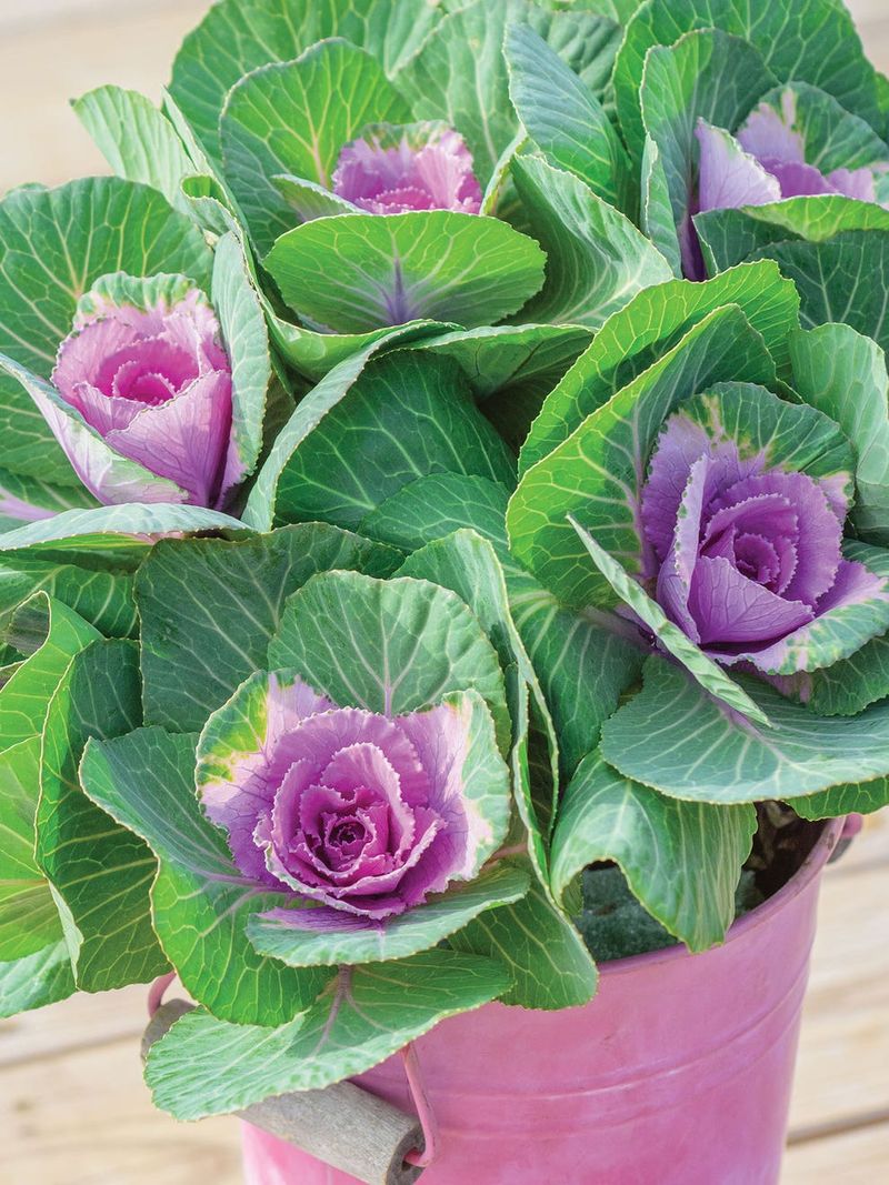 Ornamental Kale