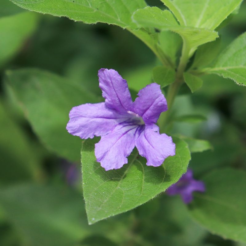Desert Ruellia