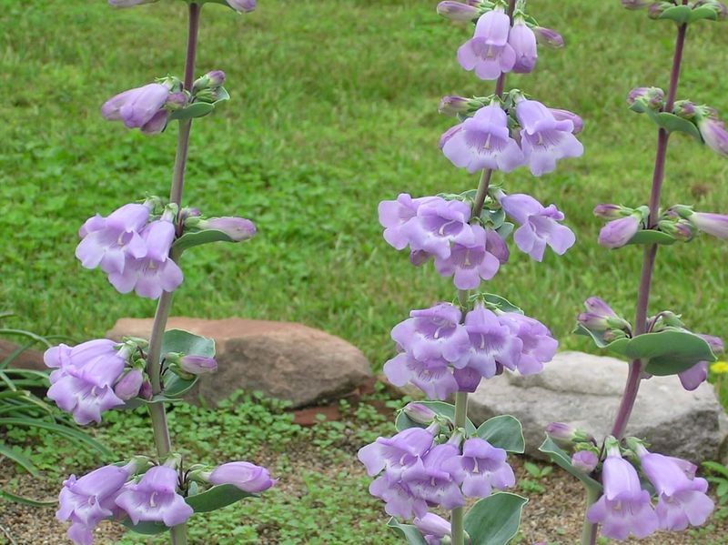 Rock Penstemon's Colorful Trumpets