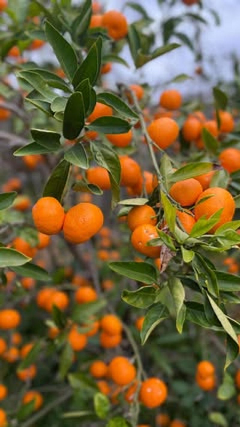 Citrus