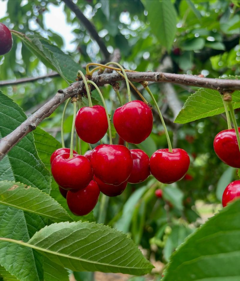 Sweet Cherry Trees
