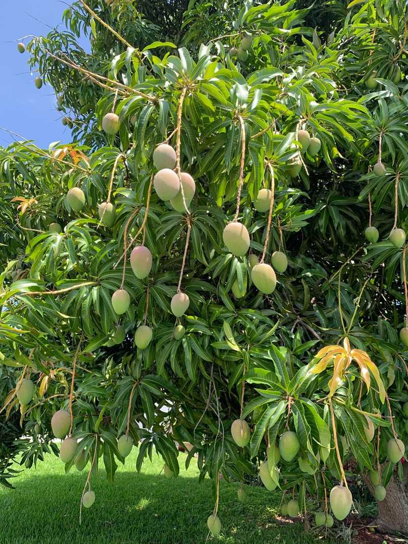 Mango Trees