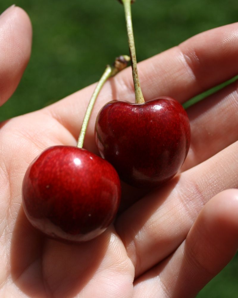 Sweet Cherry Trees: Bird Buffets