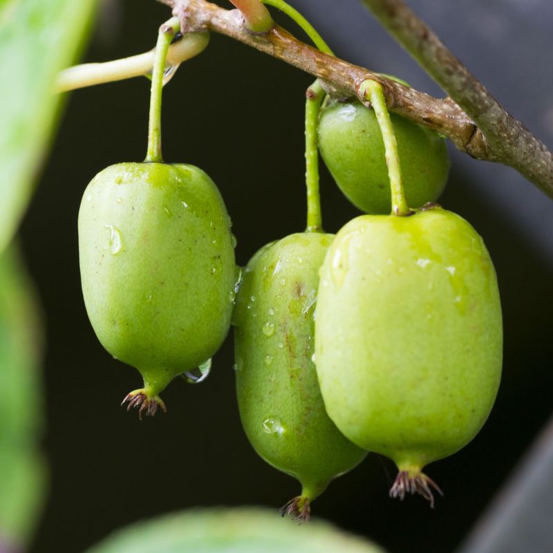 Kiwi Vines Quickly Crisp Up