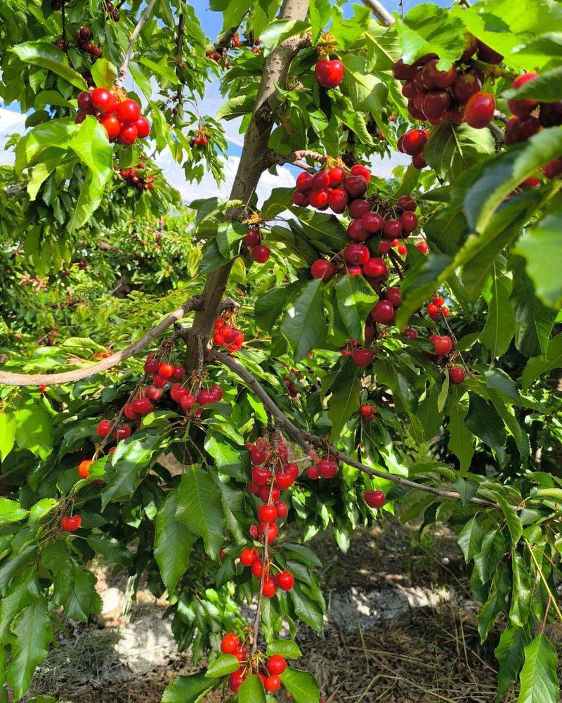 Sweet Cherry Varieties That Crack Under Pressure
