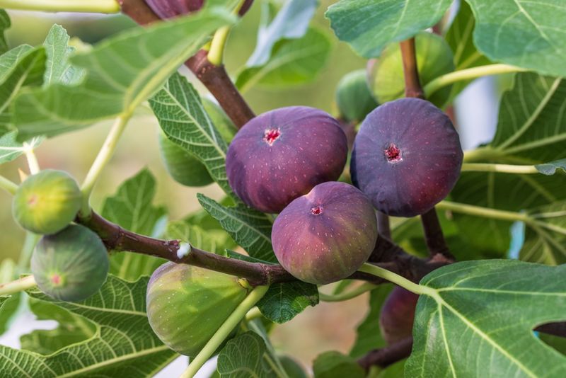 Fig Trees (Except Cold-Hardy Varieties)