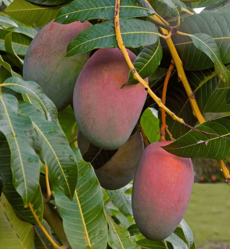 Mango Trees