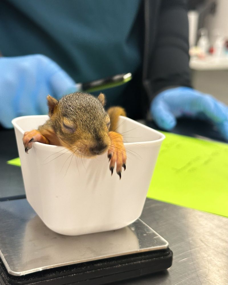 Consider Making A Donation To Wildlife Rehabilitation