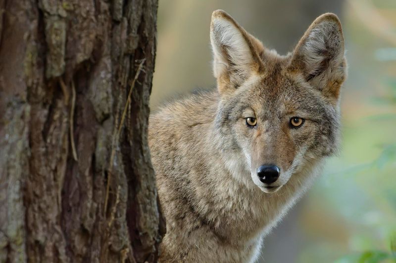 Don't Run From Coyotes