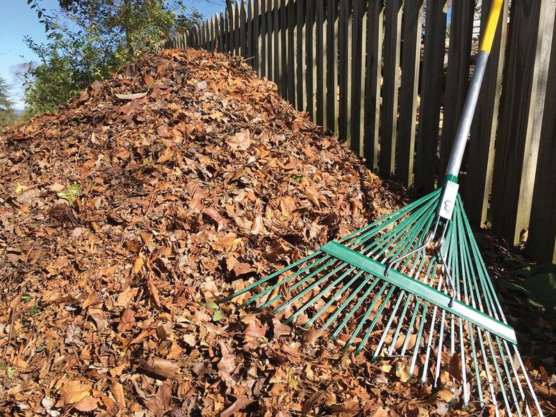 Incorporating Leaf Litter For Nutrients