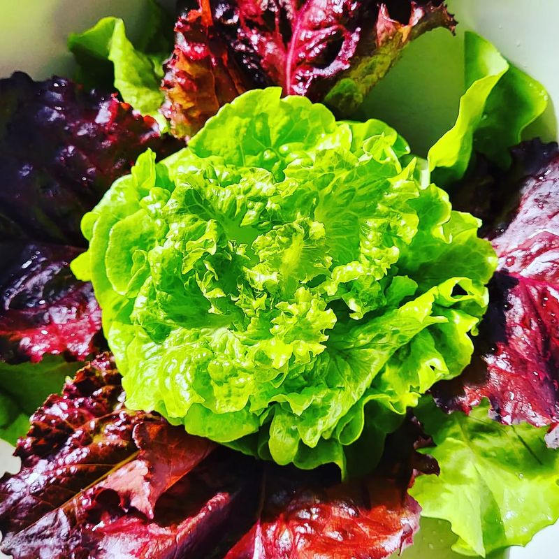 Tom Thumb Lettuce