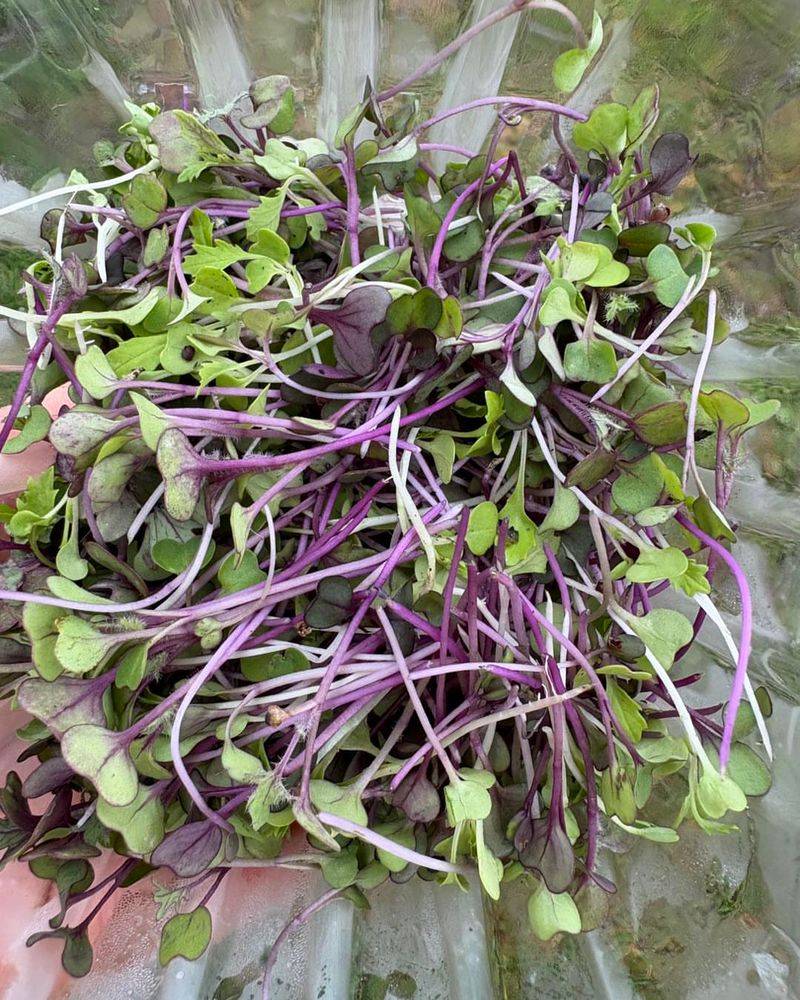 Microgreens Mix