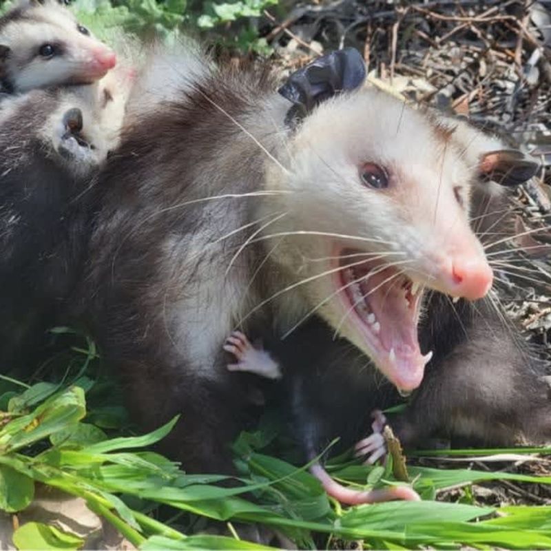 Professional Wildlife Removal Services