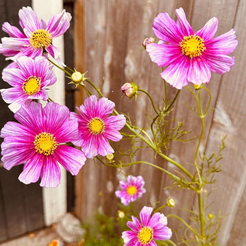 Cosmos