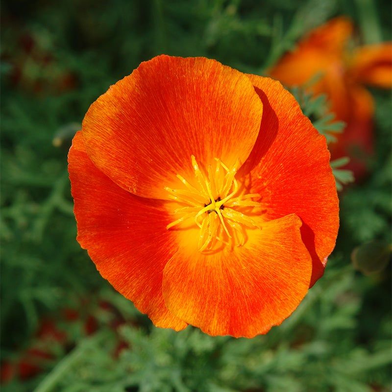 Poppies For Dramatic Spring Impact
