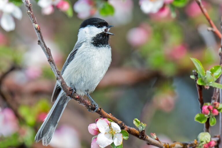 A black capped chickadee