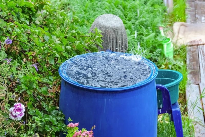 Rain Barrels And Collection Systems
