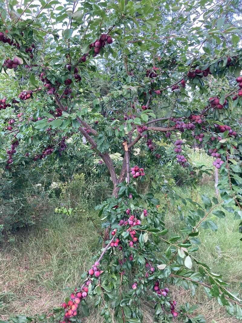 Non-Native Fruit Trees