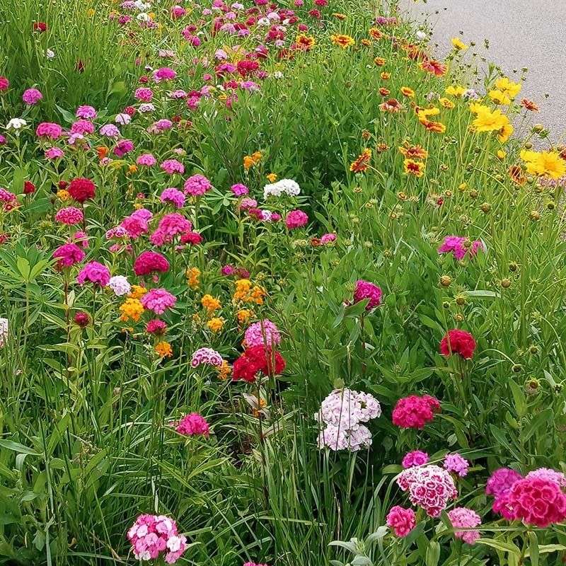Pollinator-Friendly Wildflower Beds
