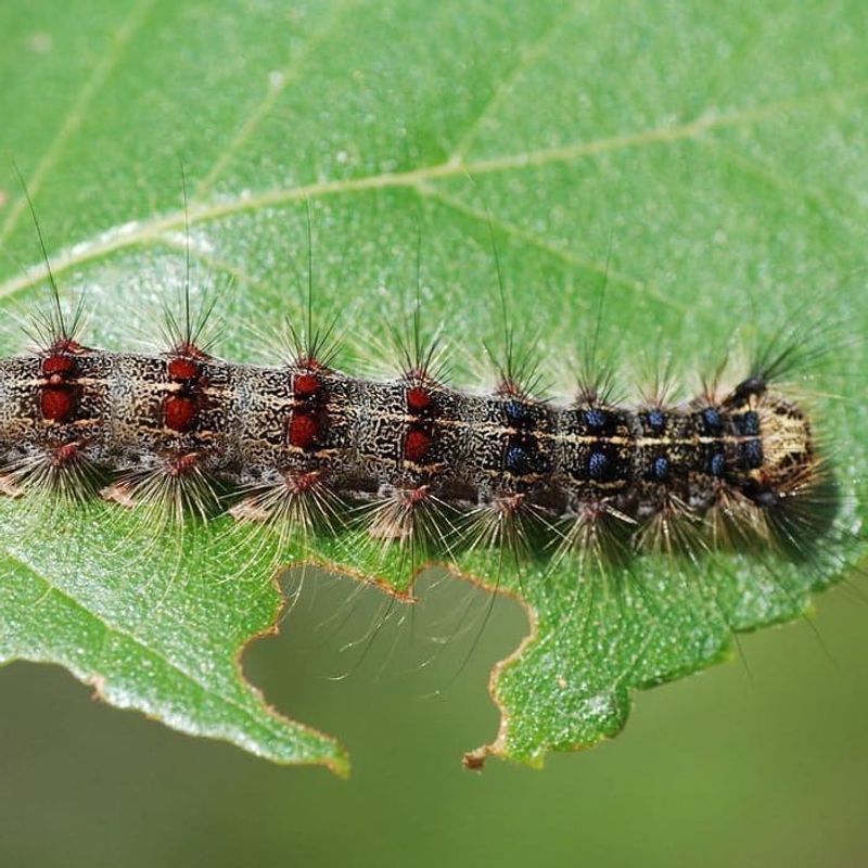 Gypsy Moth Caterpillars: Fuzzy Forest Destroyers