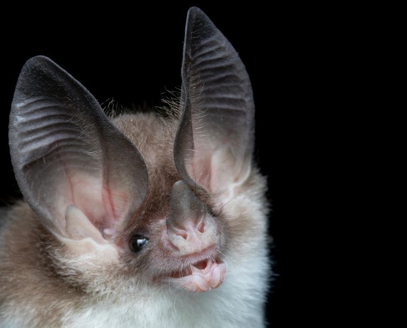 Northern Long-eared Bat