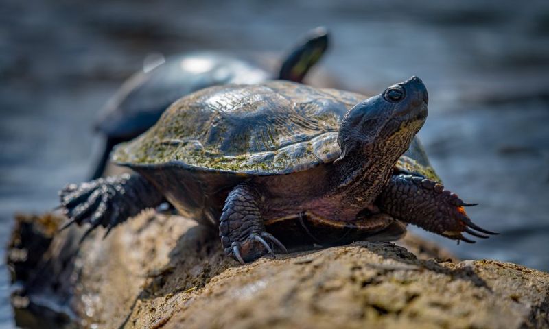 Western Pond Turtles