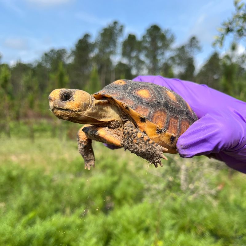 Gopher Tortoises