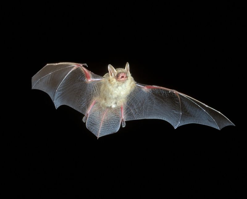 Indiana Bats: Endangered Night Flyers