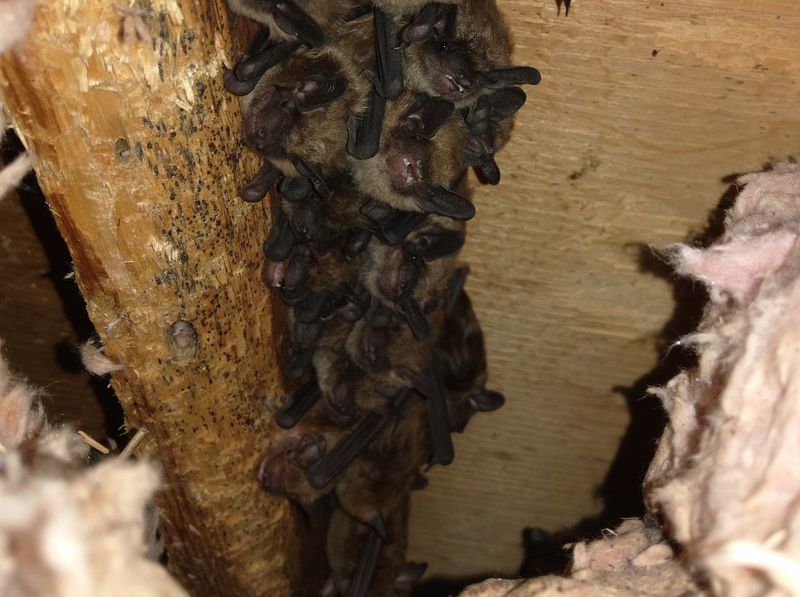 Little Brown Bats In Attics